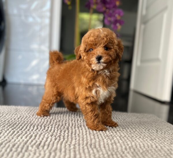 Schila Miniature Poodle Schila Miniature Poodle