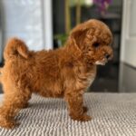 Schila-female-miniature-poodle-puppy-for-sale- (4)