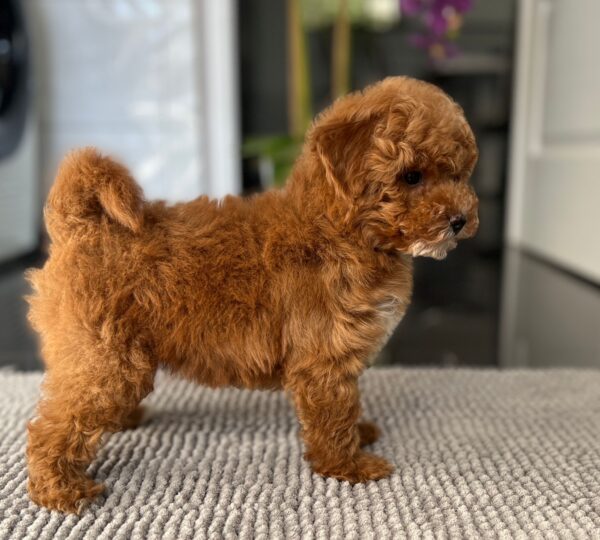 Schila Miniature Poodle Schila Miniature Poodle