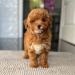 Schila-female-miniature-poodle-puppy-for-sale- (5)