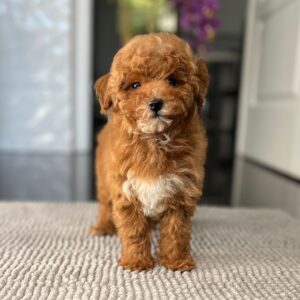 Schila Miniature Poodle Schila Miniature Poodle