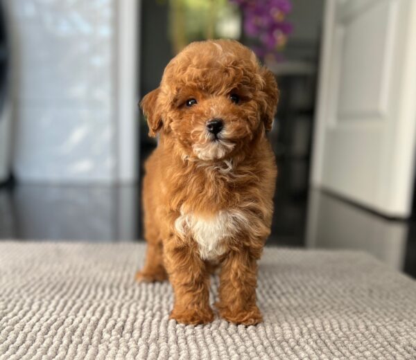 Schila Miniature Poodle Schila Miniature Poodle