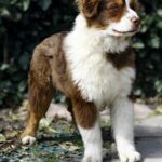 Shadow-male-Australian-Shepherd-puppy-for-sale-1
