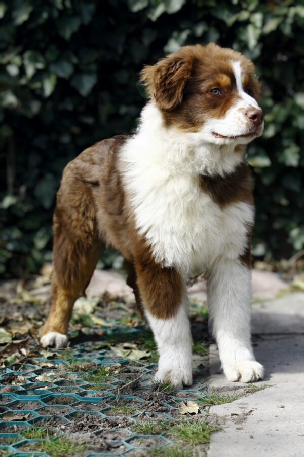 Shadow Australian Shepherd Shadow Australian Shepherd
