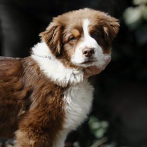 Shadow Australian Shepherd Shadow Australian Shepherd
