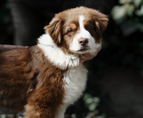 Shadow Australian Shepherd Shadow Australian Shepherd