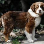 Shadow-male-Australian-Shepherd-puppy-for-sale-2