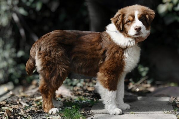 Shadow Australian Shepherd Shadow Australian Shepherd