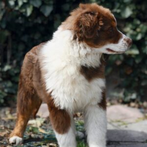 Shadow Australian Shepherd Shadow Australian Shepherd