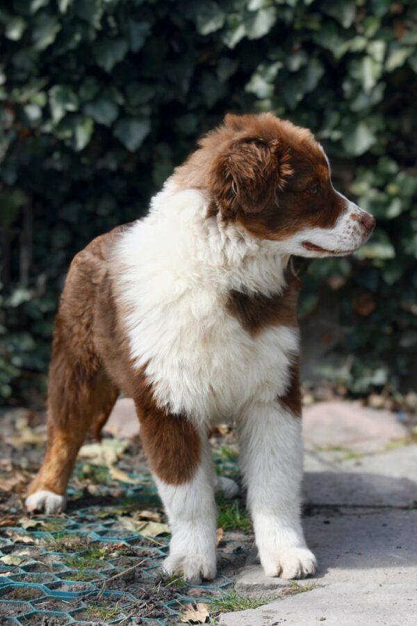 Shadow Australian Shepherd Shadow Australian Shepherd