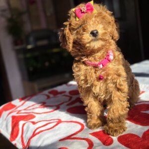 Shayna Toy Poodle Shayna Toy Poodle