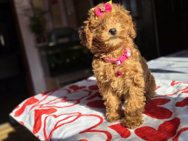 Shayna Toy Poodle Shayna Toy Poodle