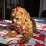 Shayna-female-toy-poodle-puppy-for-sale-1 (2)