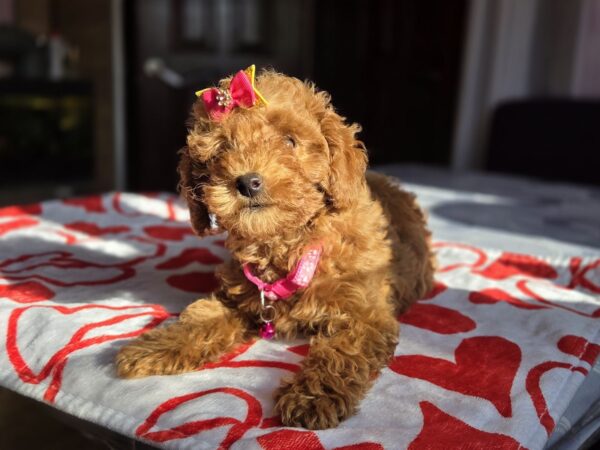 Shayna Toy Poodle Shayna Toy Poodle