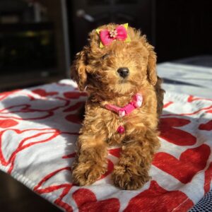 Shayna Toy Poodle Shayna Toy Poodle