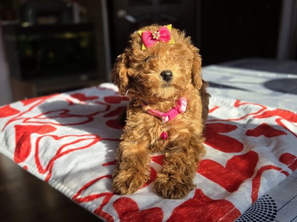 Shayna Toy Poodle Shayna Toy Poodle