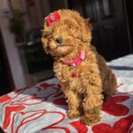 Shayna-female-toy-poodle-puppy-for-sale-1 (4)