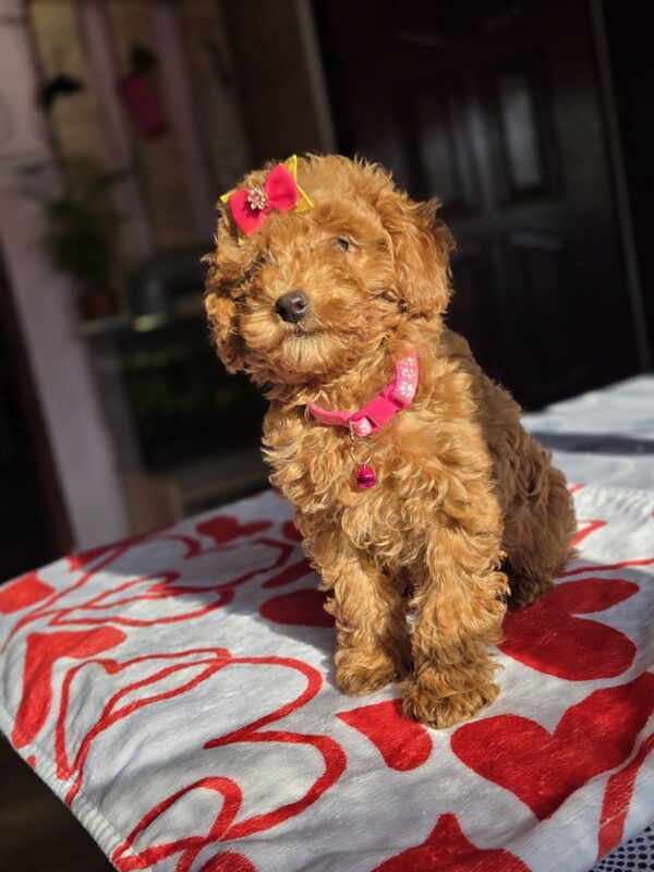 Shayna Toy Poodle Shayna Toy Poodle