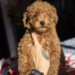 Shayna-female-toy-poodle-puppy-for-sale-1 (5)