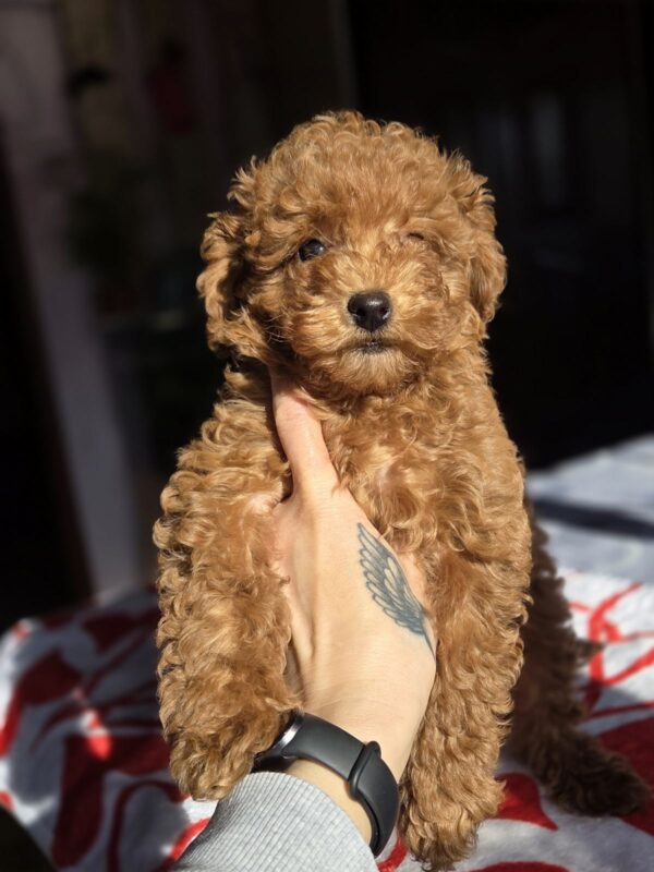 Shayna Toy Poodle Shayna Toy Poodle