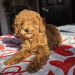 Shayna-female-toy-poodle-puppy-for-sale-1 (6)