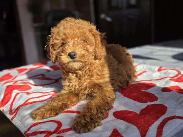 Shayna Toy Poodle Shayna Toy Poodle