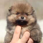 Shazam-male-Pomeranian-puppy-for-sale-1
