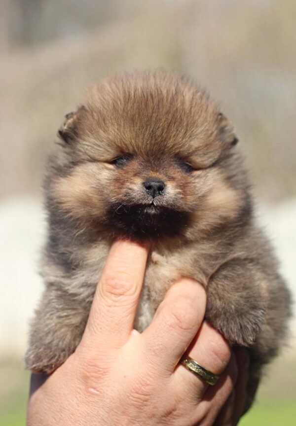 Shazam Pomeranian Shazam Pomeranian