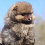 Shazam-male-Pomeranian-puppy-for-sale-2
