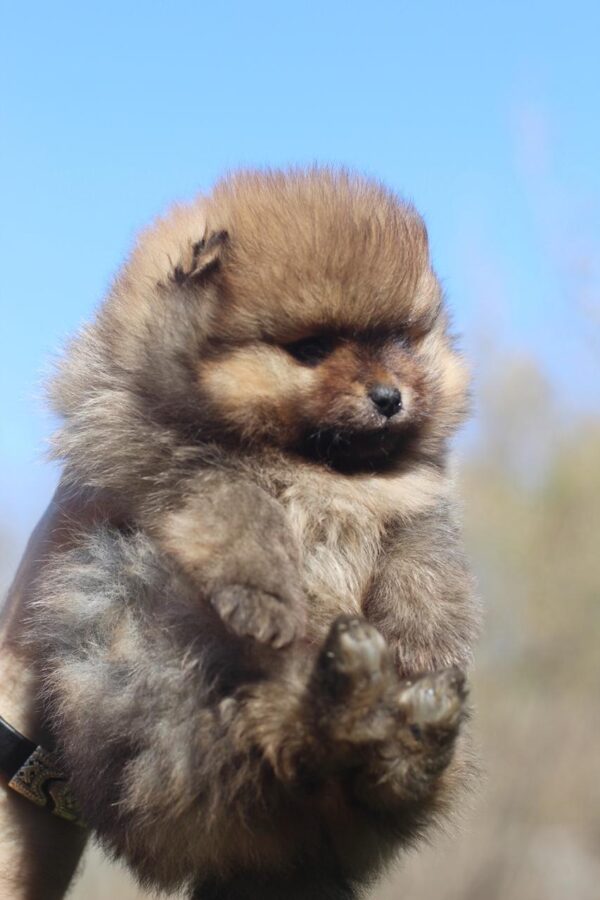 Shazam Pomeranian Shazam Pomeranian