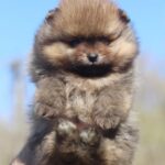 Shazam-male-Pomeranian-puppy-for-sale-3