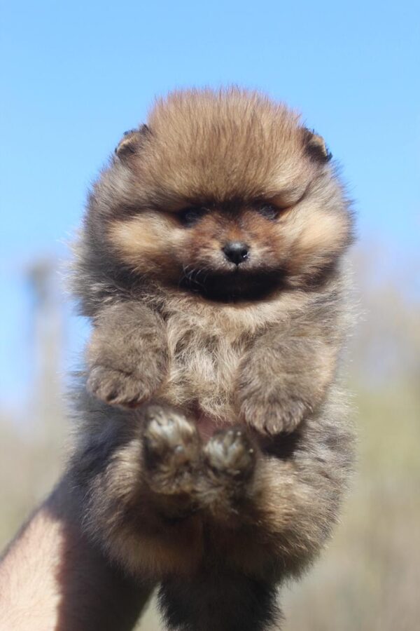 Shazam Pomeranian Shazam Pomeranian