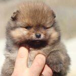 Shazam-male-Pomeranian-puppy-for-sale-4