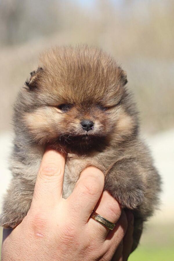 Shazam Pomeranian Shazam Pomeranian