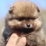 Shazam-male-Pomeranian-puppy-for-sale-5