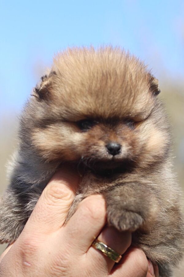 Shazam Pomeranian Shazam Pomeranian