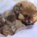 Shazam-male-Pomeranian-puppy-for-sale-6