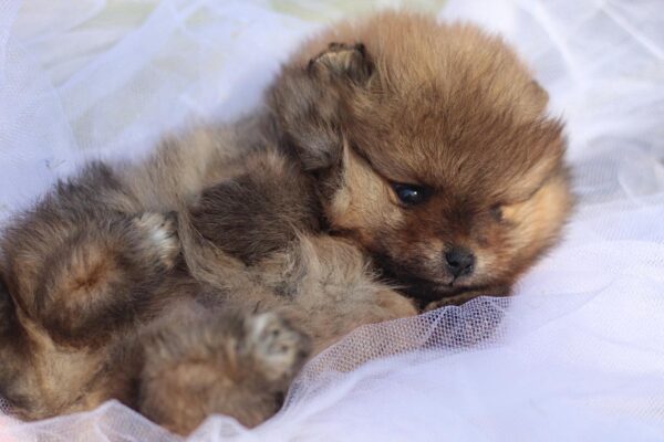 Shazam Pomeranian Shazam Pomeranian