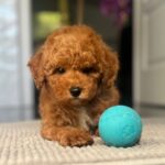 Shido-male-miniature-poodle-puppy-for-sale- (1)
