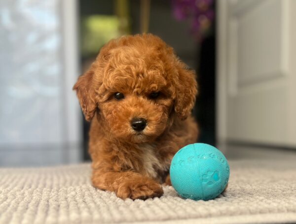 Shido Miniature Poodle Shido Miniature Poodle