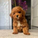 Shido-male-miniature-poodle-puppy-for-sale- (2)