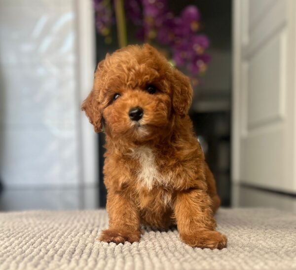 Shido Miniature Poodle Shido Miniature Poodle