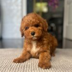 Shido-male-miniature-poodle-puppy-for-sale- (3)