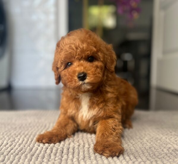 Shido Miniature Poodle Shido Miniature Poodle