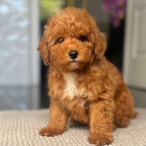 Shido Miniature Poodle Shido Miniature Poodle