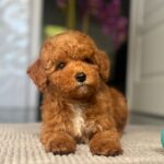Shido-male-miniature-poodle-puppy-for-sale- (5)
