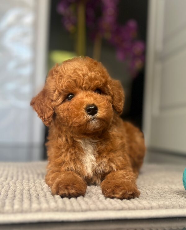Shido Miniature Poodle Shido Miniature Poodle
