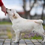 Shimmer-male-Labrador-Retriever-puppy-for-sale-1