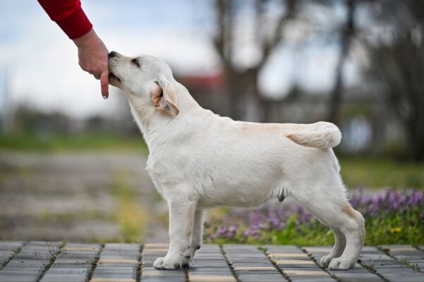 Shimmer Labrador Retriever Shimmer Labrador Retriever