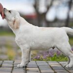 Shimmer-male-Labrador-Retriever-puppy-for-sale-2